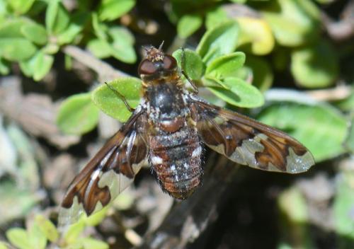 Réf. 188 366 : Exoprosopa capucina